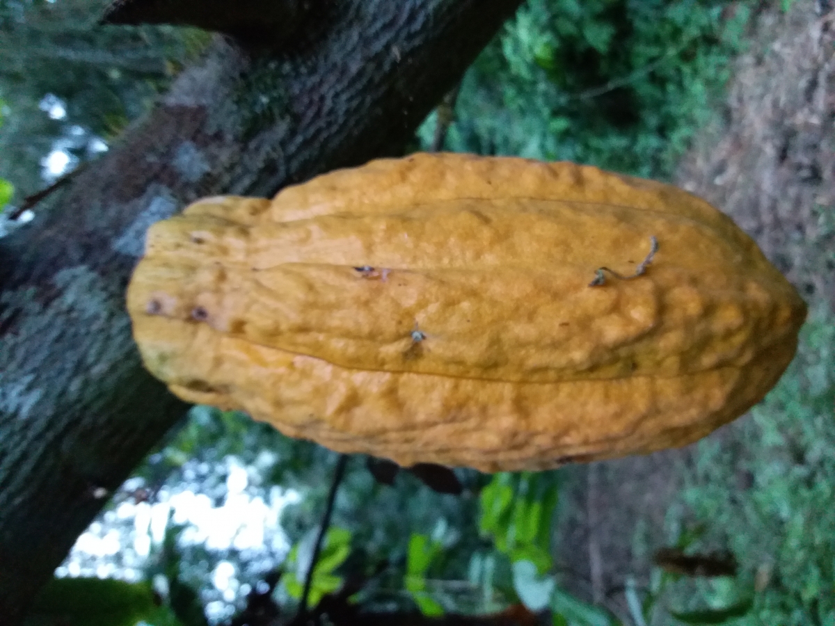 Cacao fino de aroma (Cacao Arriba)