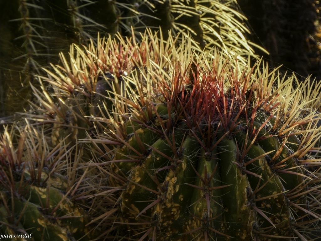 REFLEJOS VEGETALES