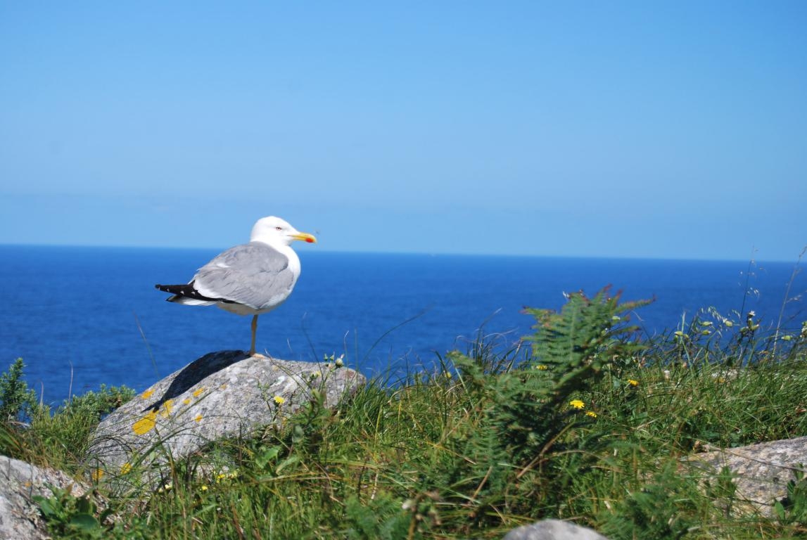 Illas Ces. Parque Nacional das Illas Atlnticas. Vigo. Pontevedra DPLF