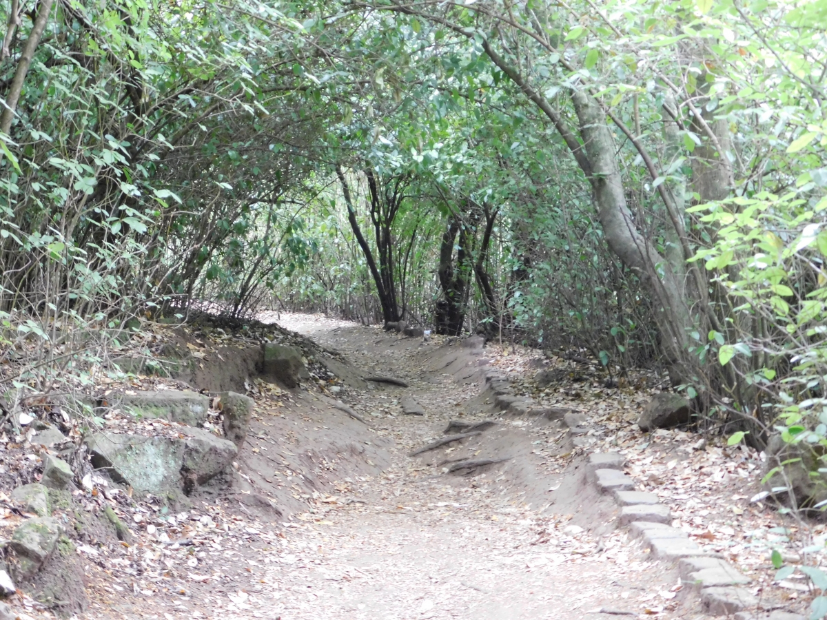 Camino bajo techo natural