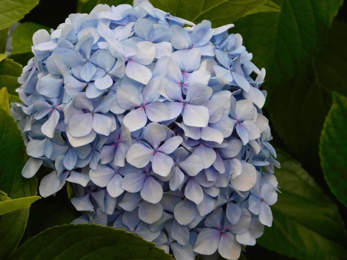 La hortensia es una maravillosa flor