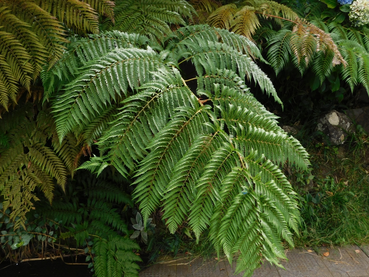 Tremenda planta, que maravilla