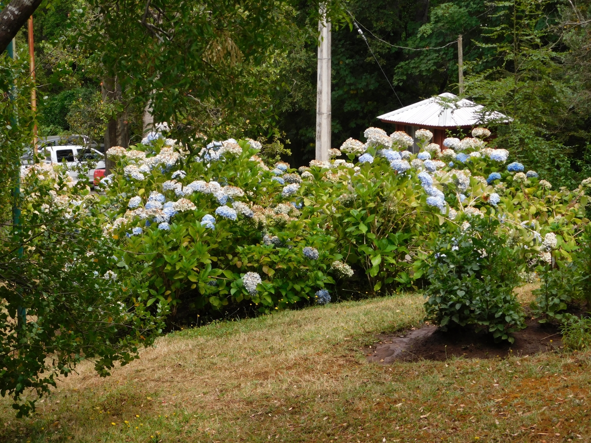 Un tremendo jardn de hortensias