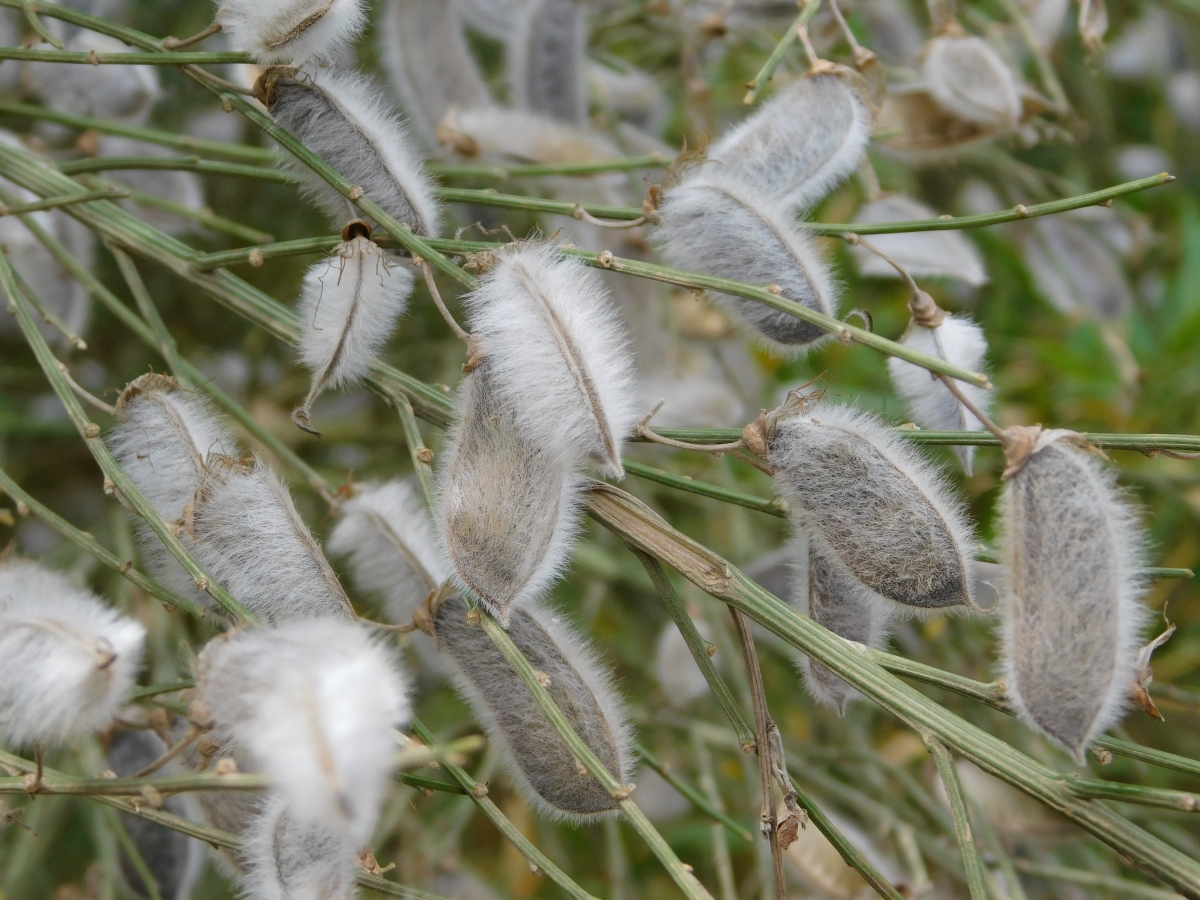 Las semillas son fudamental para la vida natural