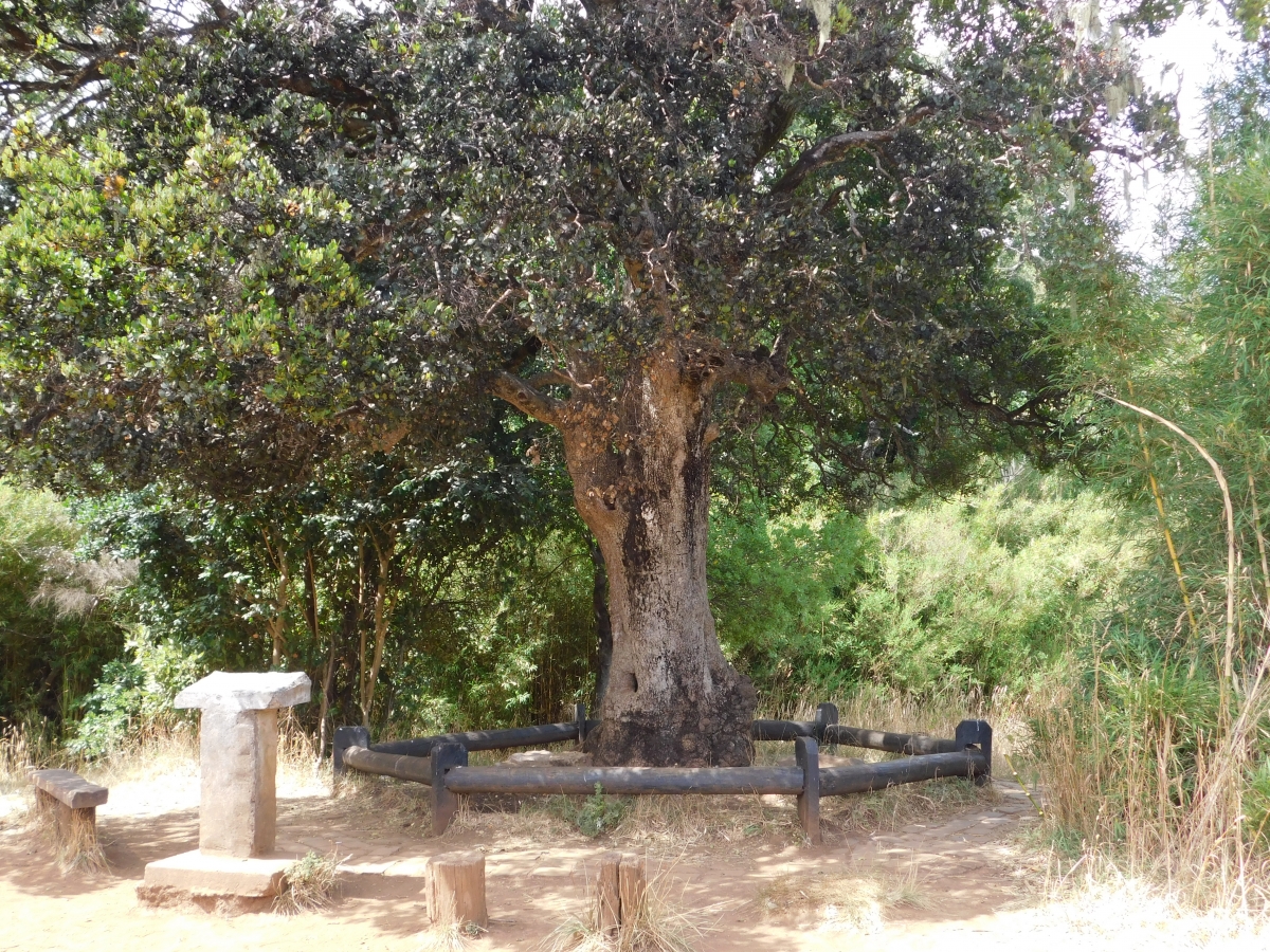 La proteccin y cuidado del rbol