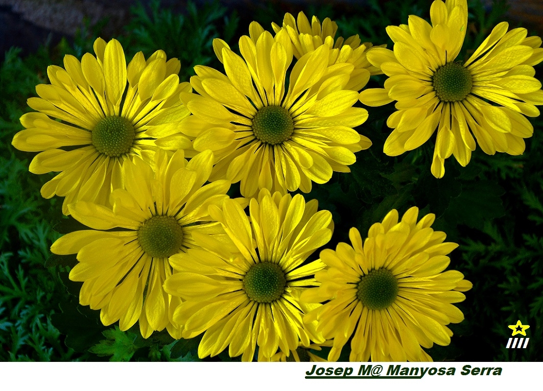 Euryops I