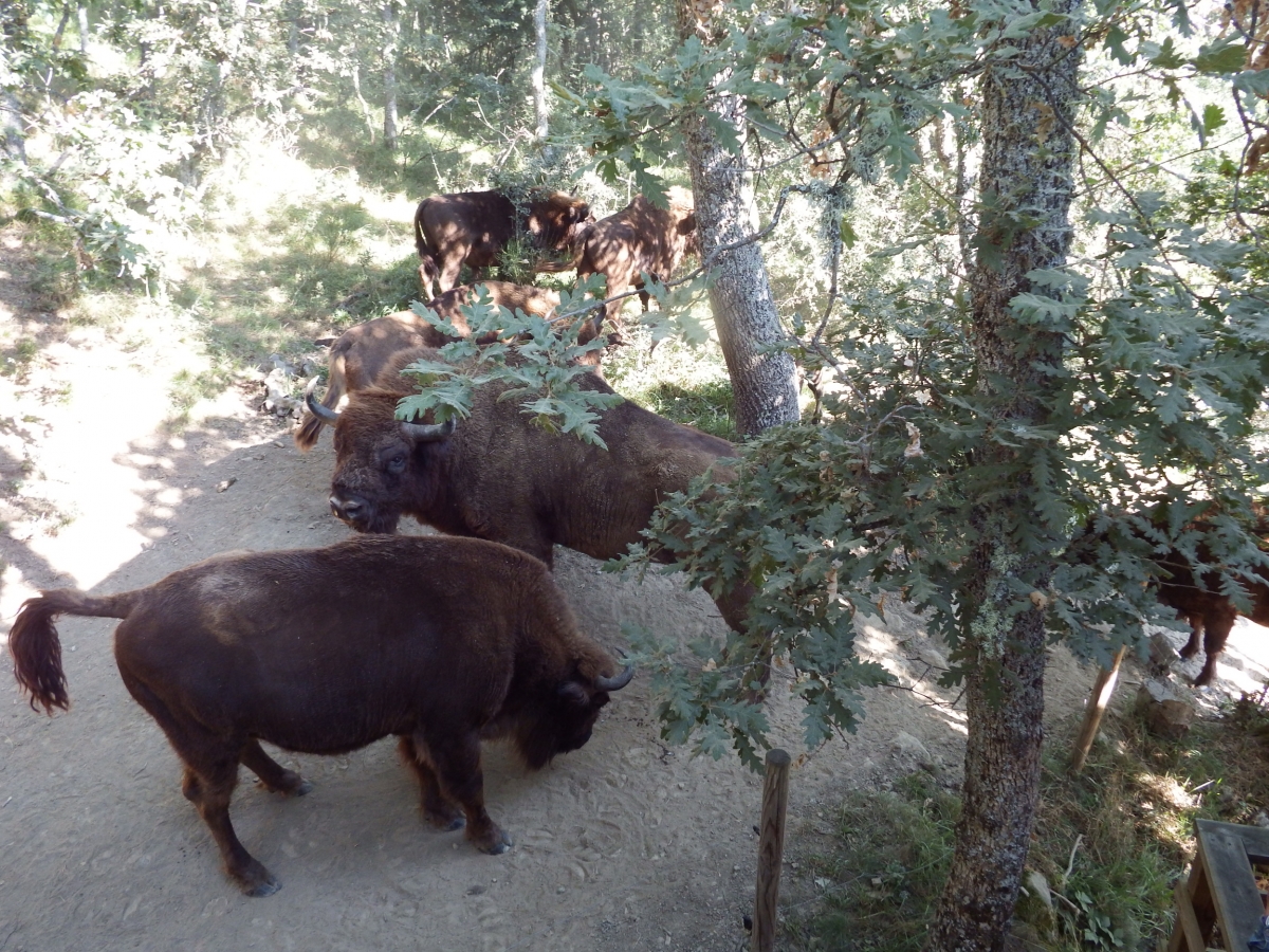 Cinco bisontes de la reserva, pastando en la reserva de San Cebrin