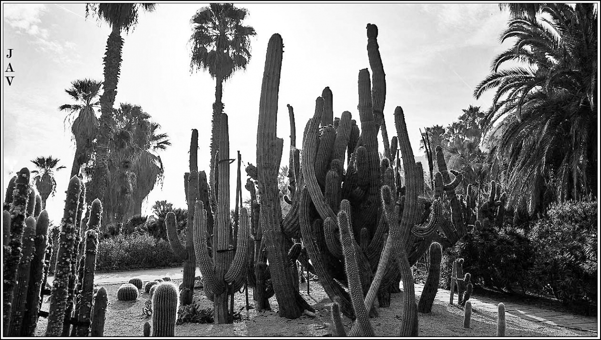 Jardins del Mosn Costa y Llobera. 51