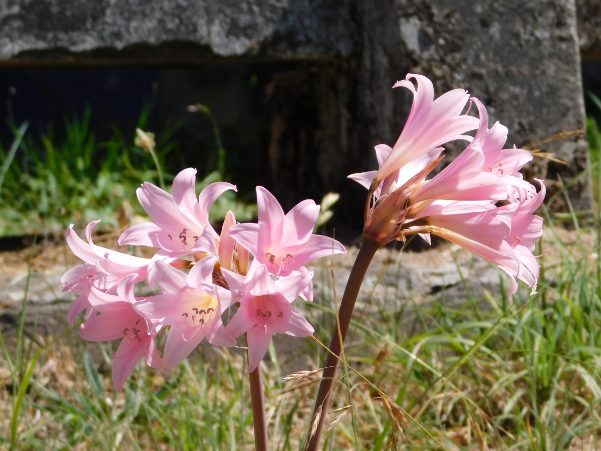 En el camino me esperaba este ramillete de flores en un ante jardin jajajaja