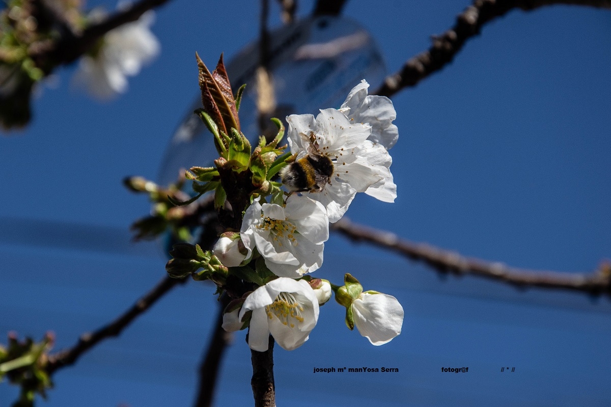 Primavera 2019 E