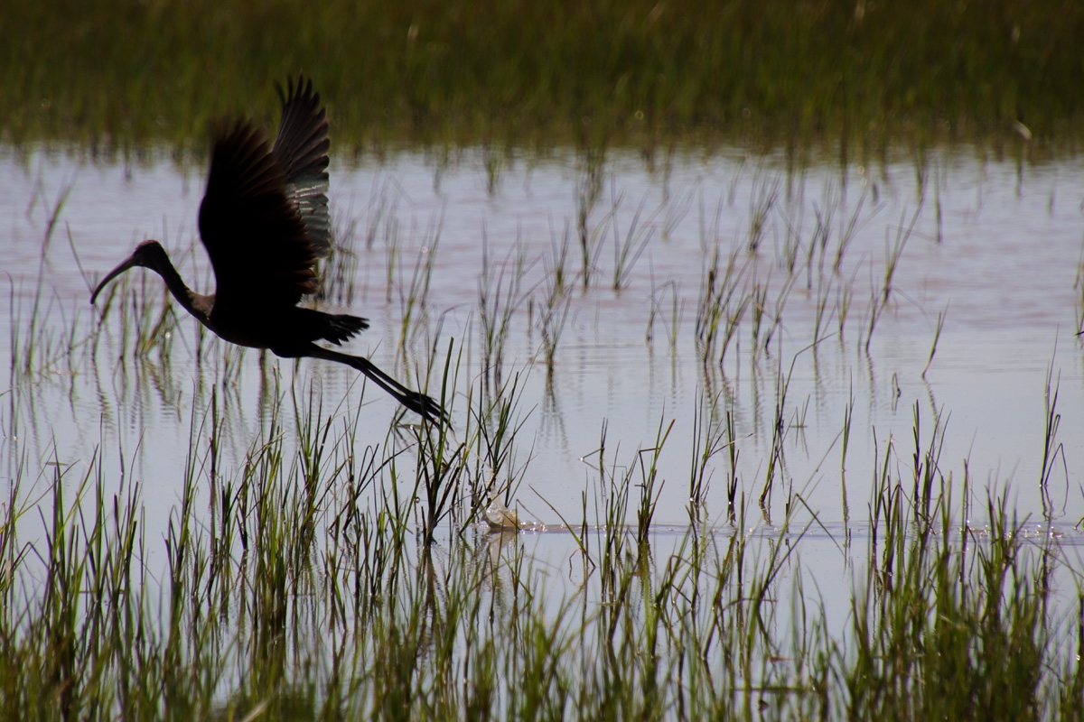 Aves en Aiguamolls de l\'Empord