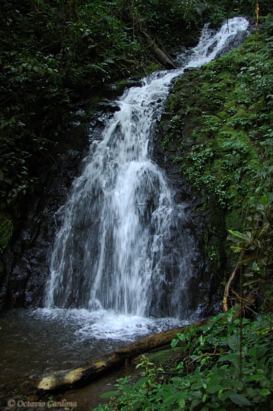 Cascada