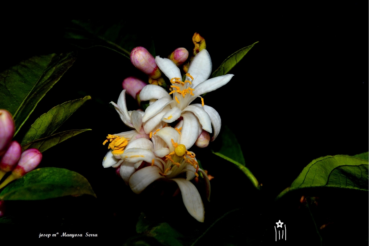 Flor del llimoner