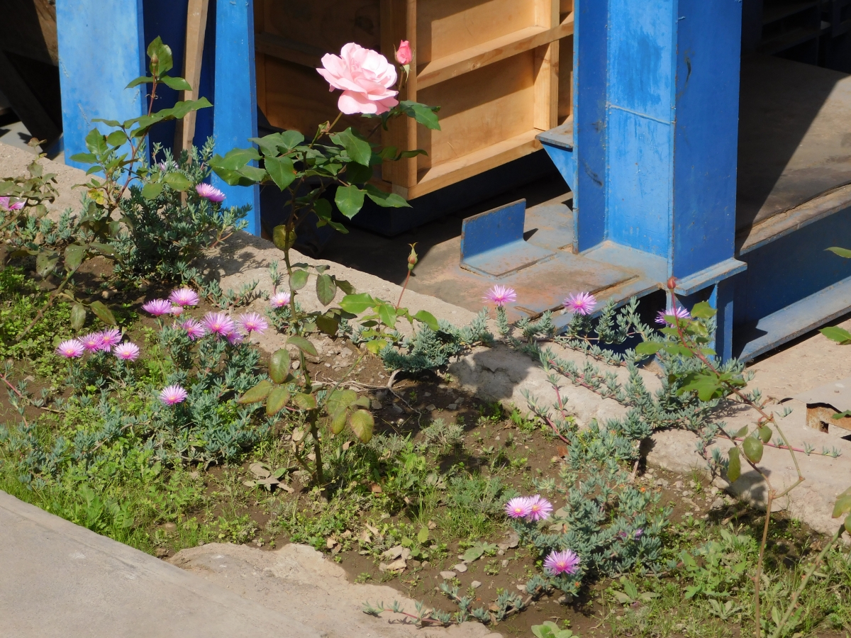 Mi trabajo es siempre luchar contra la maleza, para que as el jardn se vea hermoso para todos