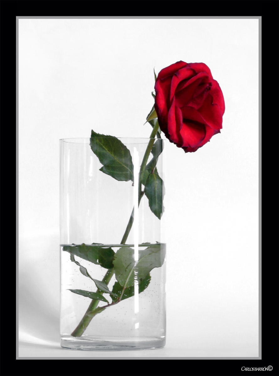 Una rosa roja moribunda... Y sin embargo hermosa.