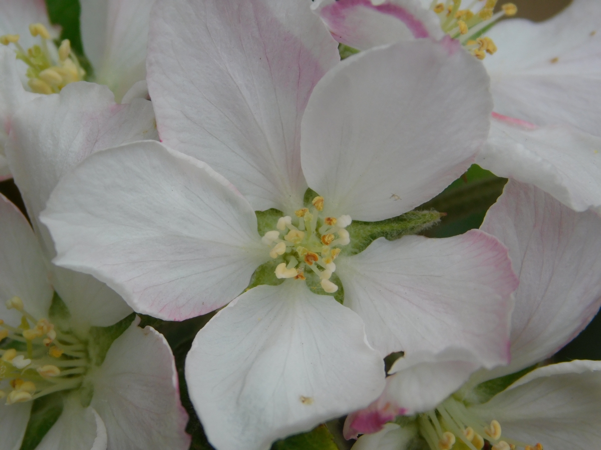 La flor es primero que la manzana jajajajaja, que cabecita tan inteligente jajajjajaj