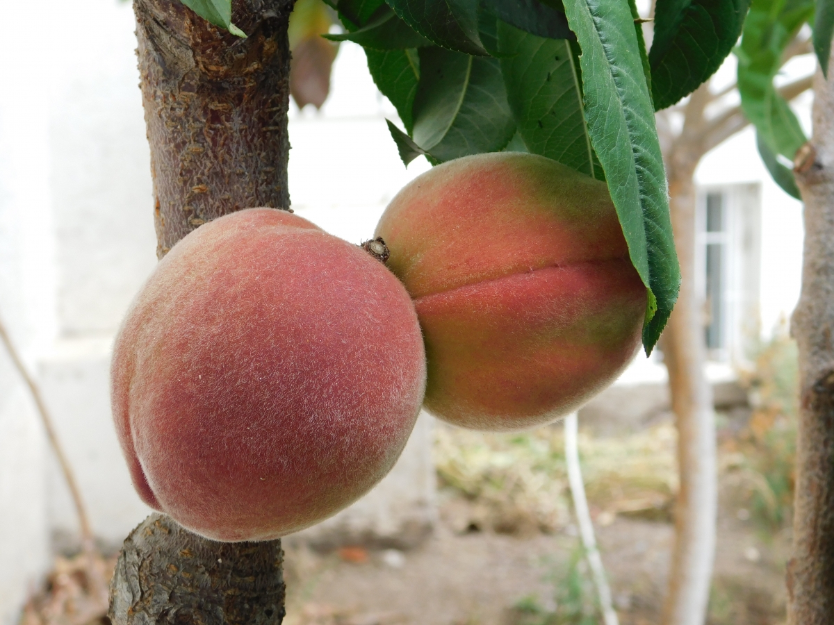 En la fruta tambin se da el caso de los que nacen pegados jajajjajja