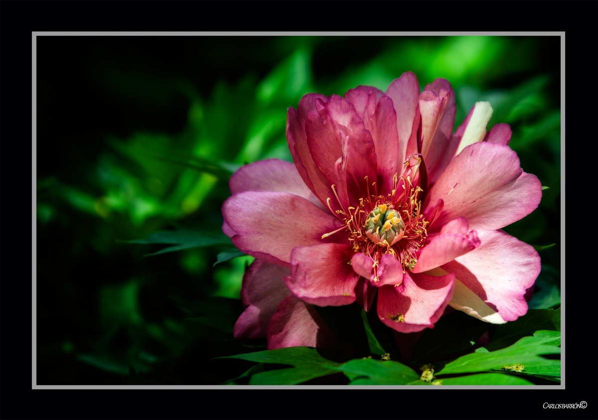 CLEMATIS: ROTUNDAMENTE HERMOSA