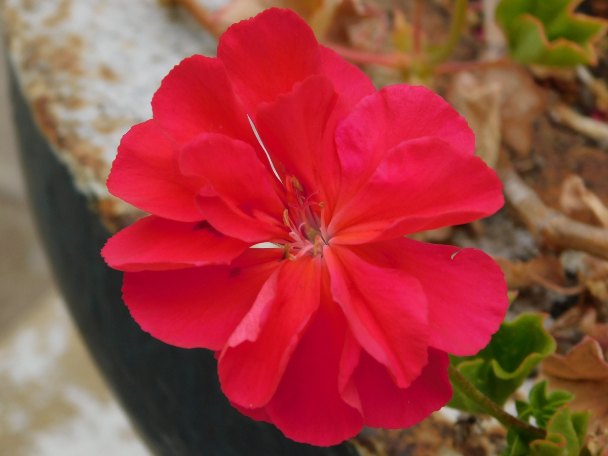 Ni la sangre es tan roja como el de esta flor, estamos todos de acuerdo, siiii jajajajajaj