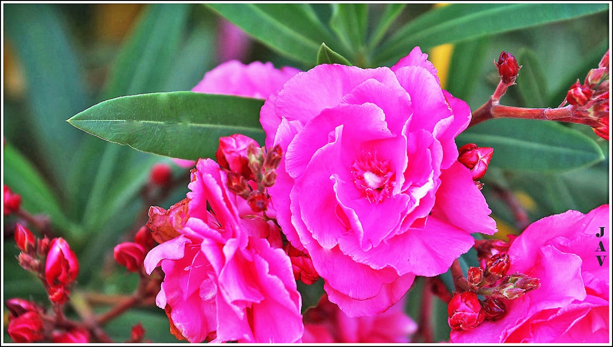 Flor de la adelfa.