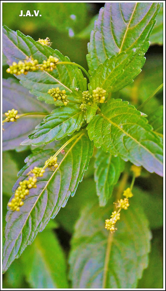 Flor de la ortiga