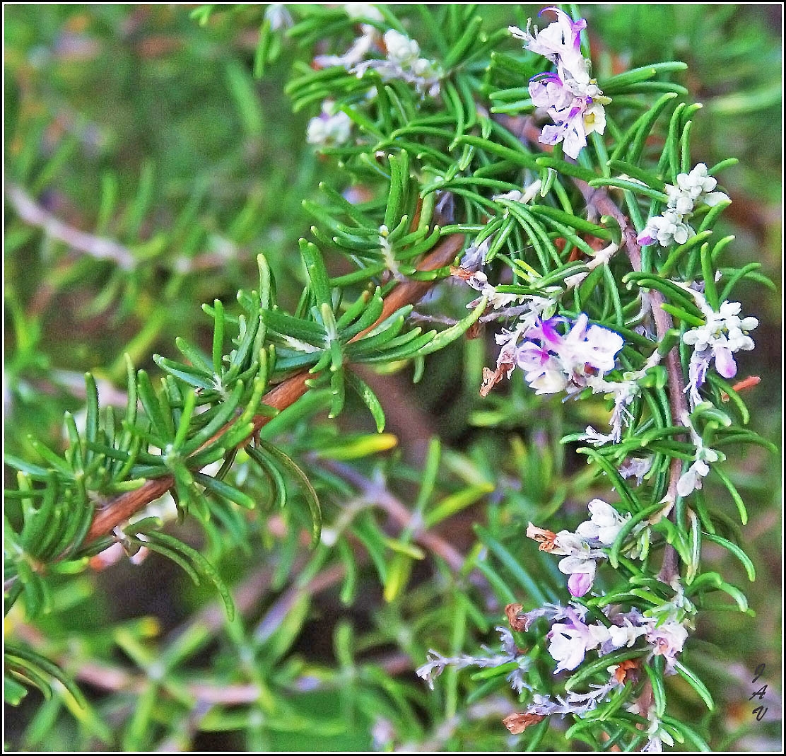 Flor de roman