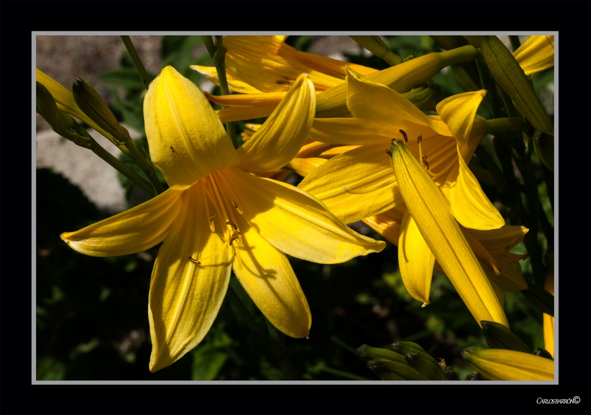 HEMEROCALLIS HYBRIDA