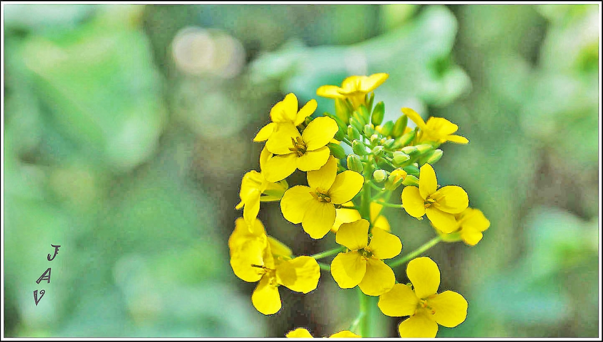 Flor de colza.