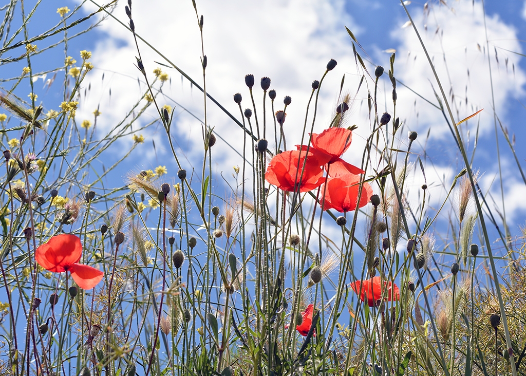 Amapolas 2