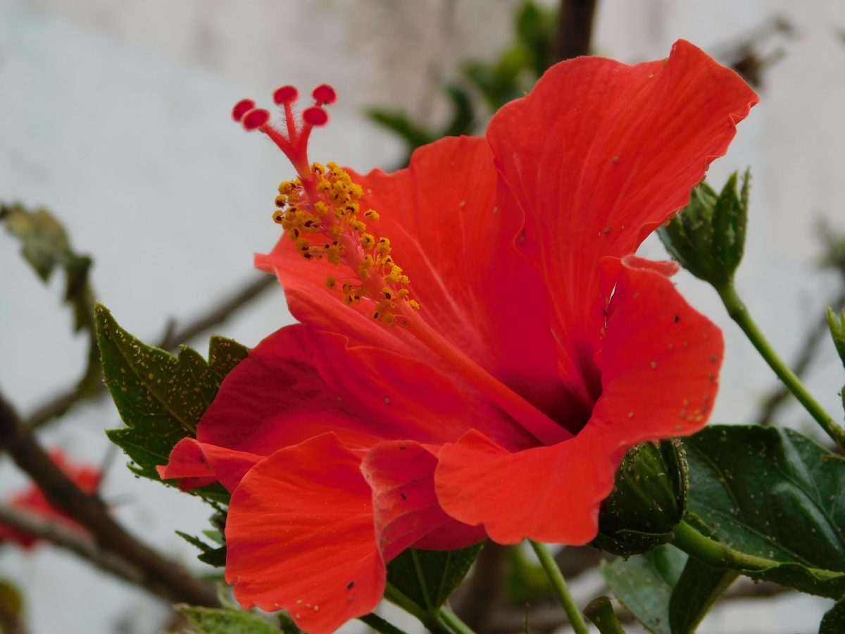 Esta un poco apestada la flor, pero siempre digna y luchando por tener su espacio jajajajajjaja