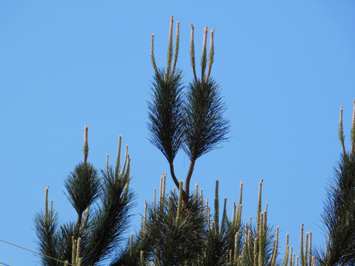 El pino tambin crece como quiere y en muy poco tiempo