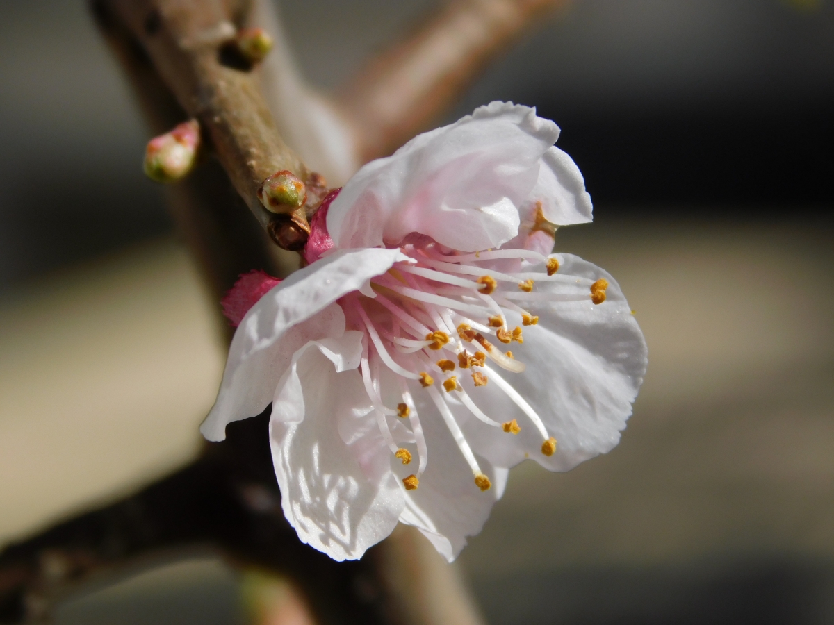 Esta flor es transformista y lo hace transformndose en un delicioso durazno conservero jjajajajajajjajaj