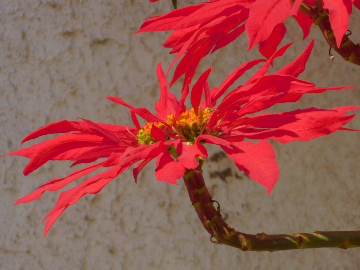 Esta es la famosa flor del Inca y necesita para su mantencin muy poca agua