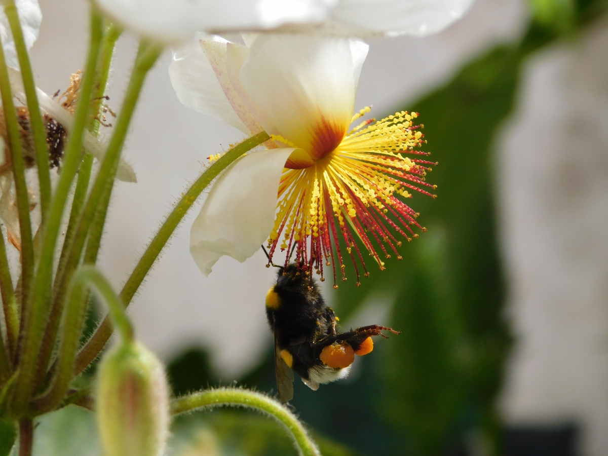 Que maravilla miren la abeja como carga el polen para llevarla a su colmena y hacer la miel