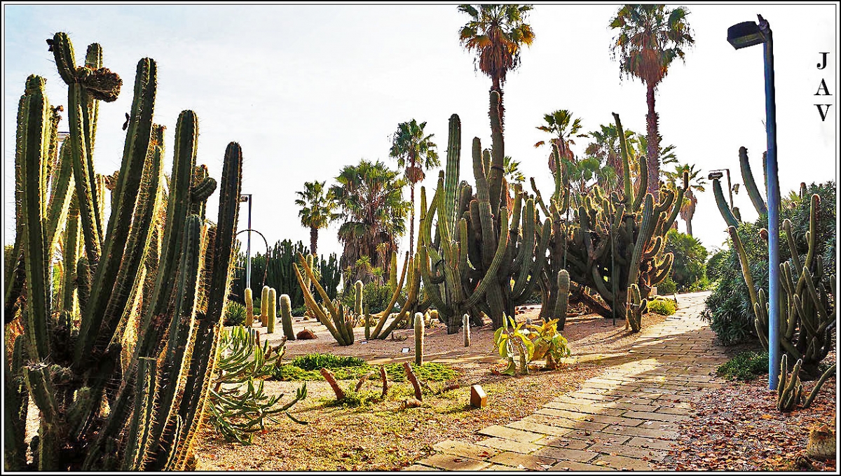 Jardines del Mossn Costa y Llobera. 59