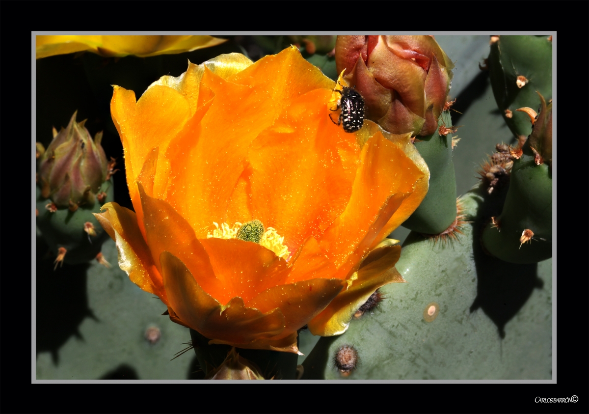 LA ESPERADA Y HERMOSA FLOR DEL CACTUS