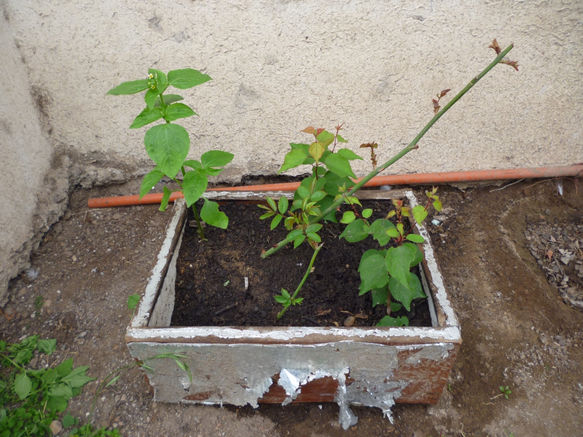 Este es un pequeo y rstico almcigo para mis futuras plantaciones y con excelentes resultados jajajajajaja