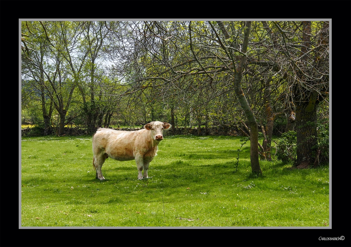 RASE UN HOMBRE QUE MIRABA A UNA VACA QUE MIRABA A UN HOMBRE CMO LA MIRABA