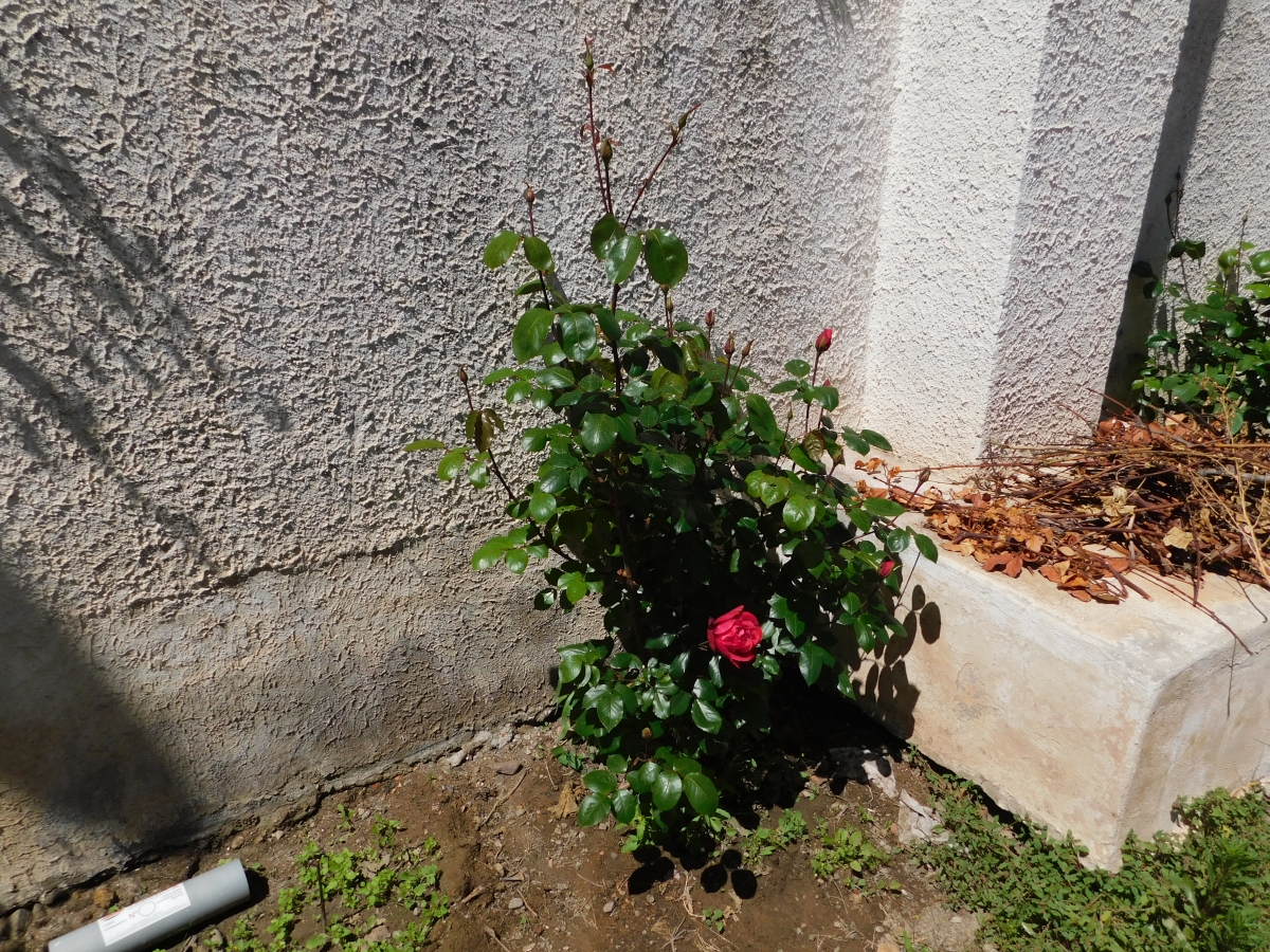 Primero es el follage, luego los botones para terminar con unas lindas rosas para el deleite de nuestros ojos jajajajjaa