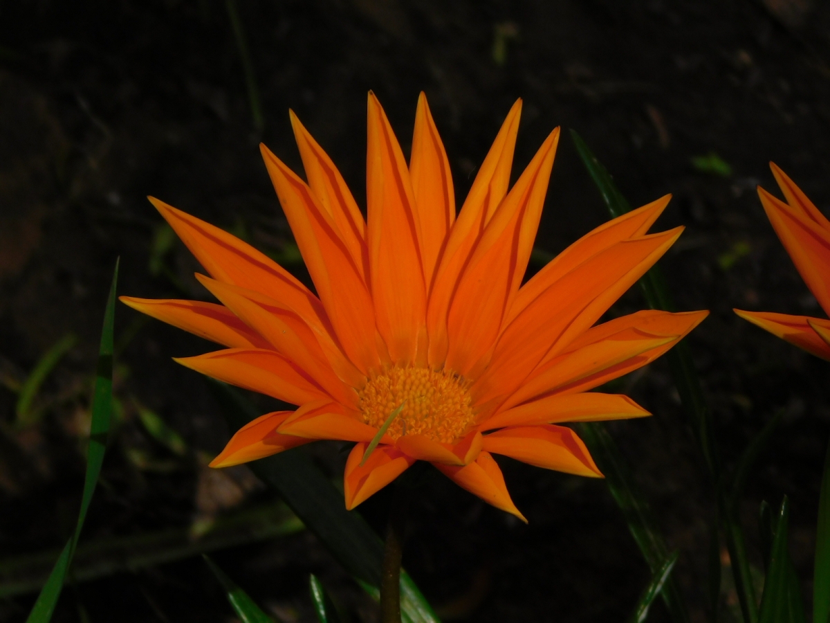 Naranja es una fruta con vitamina C, pero esta es una flor naranja y muy hermosa, no se confundan jajajajjajja