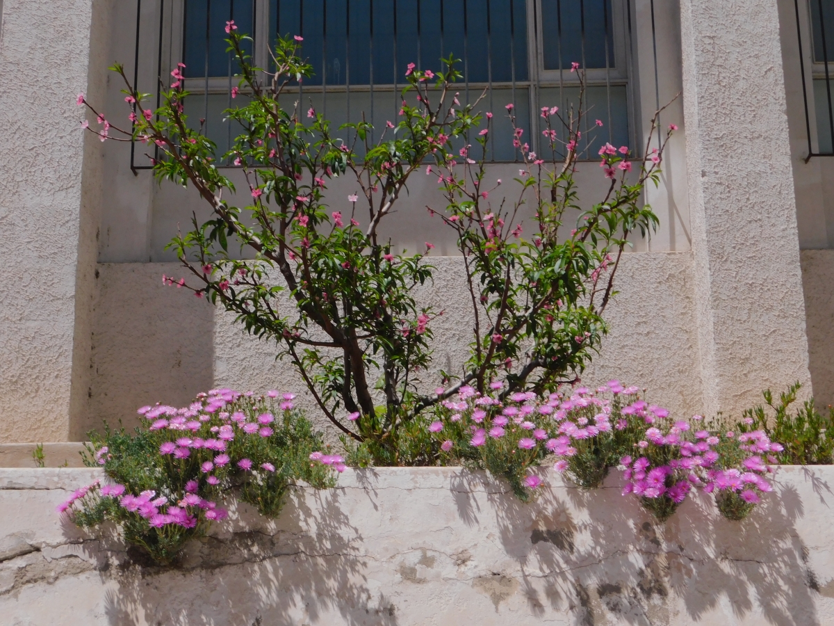 Al llegar la primavera tambin llegan las flores y los paisajes hermosos