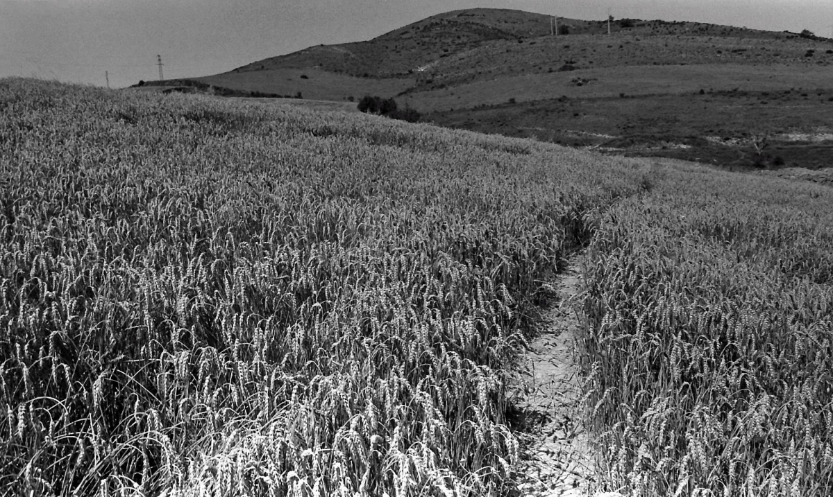 Camino de Santiago 7