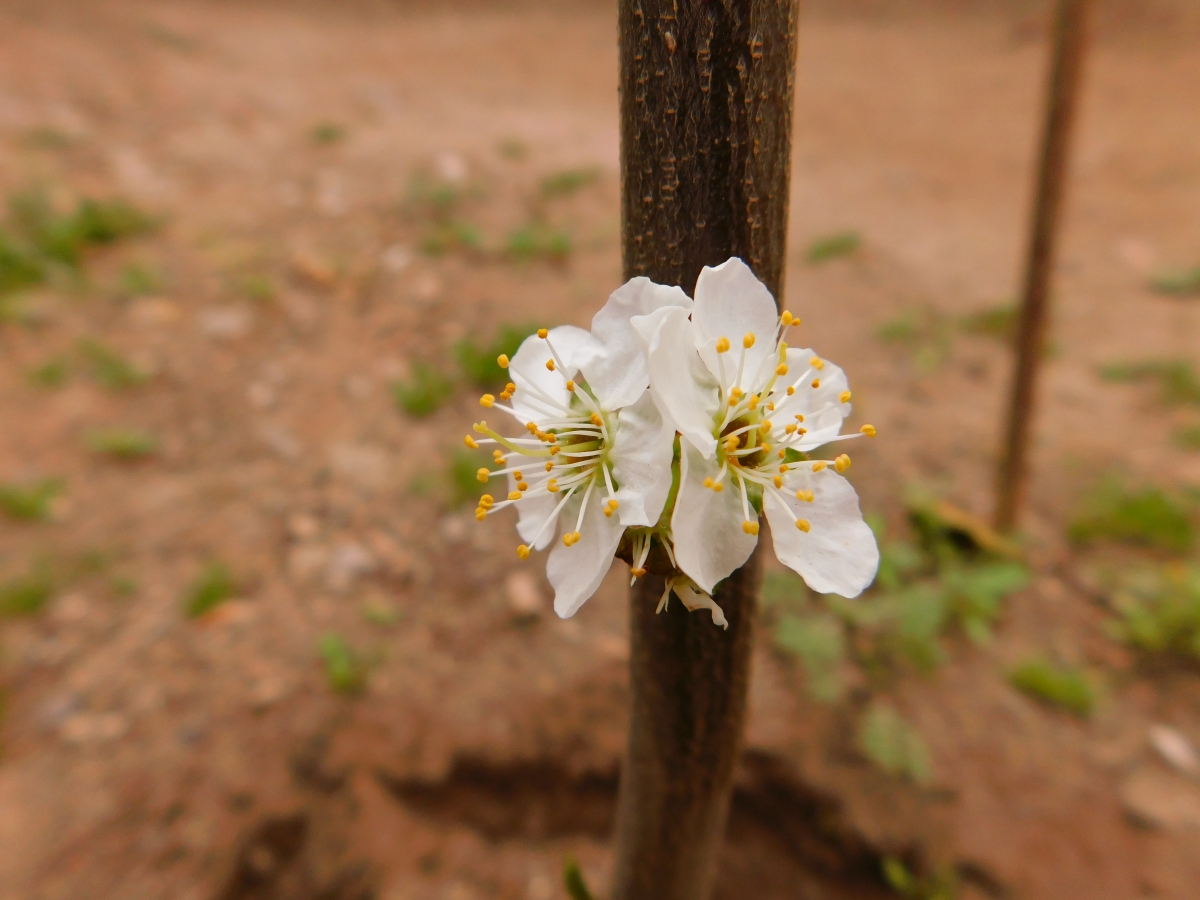 Un sarmiento de ciruelo con flores, que les parece jajjajja