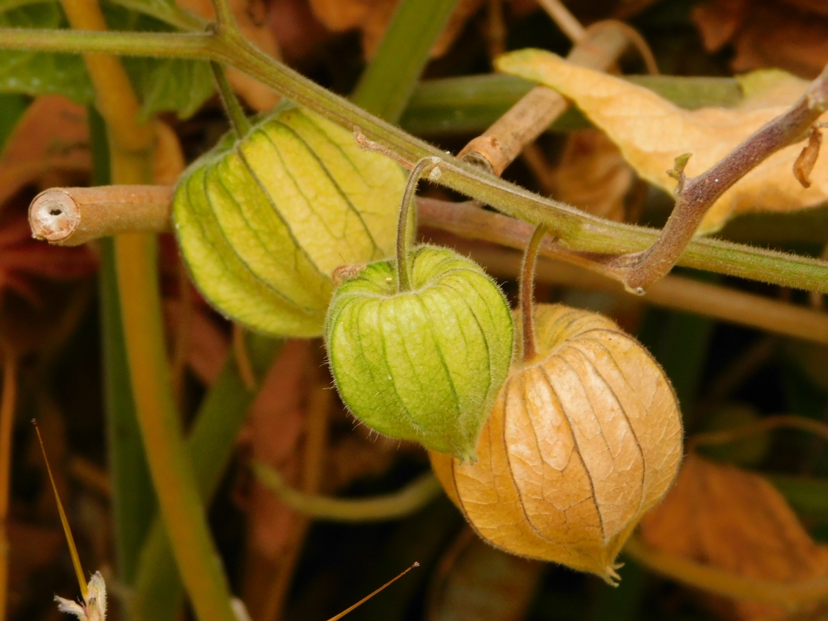 Good berry, otro fruto de mucha estima para nuestra salud, crece como enredadera