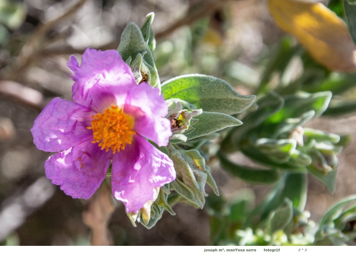 Flor de paper