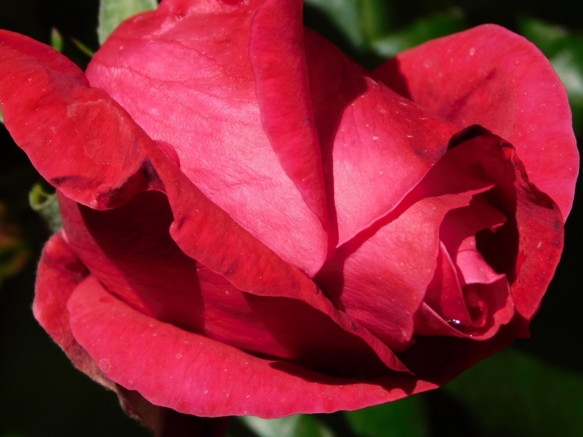 La rosa roja y sus ptalos maravillosos hacen un conjunto de belleza extrema, genial jajajjajjajja