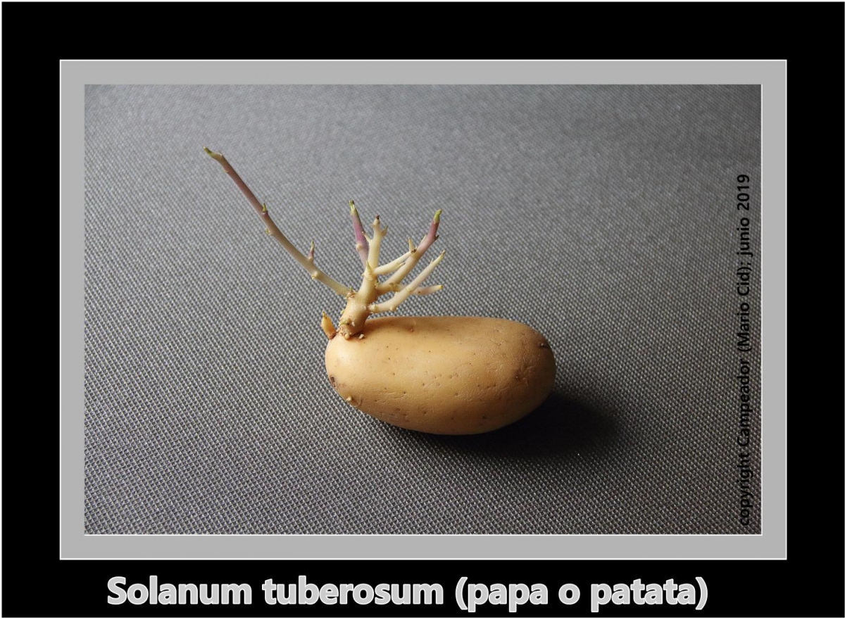 Solanum Tuberosum (Papa o Patata); photo by Campeador