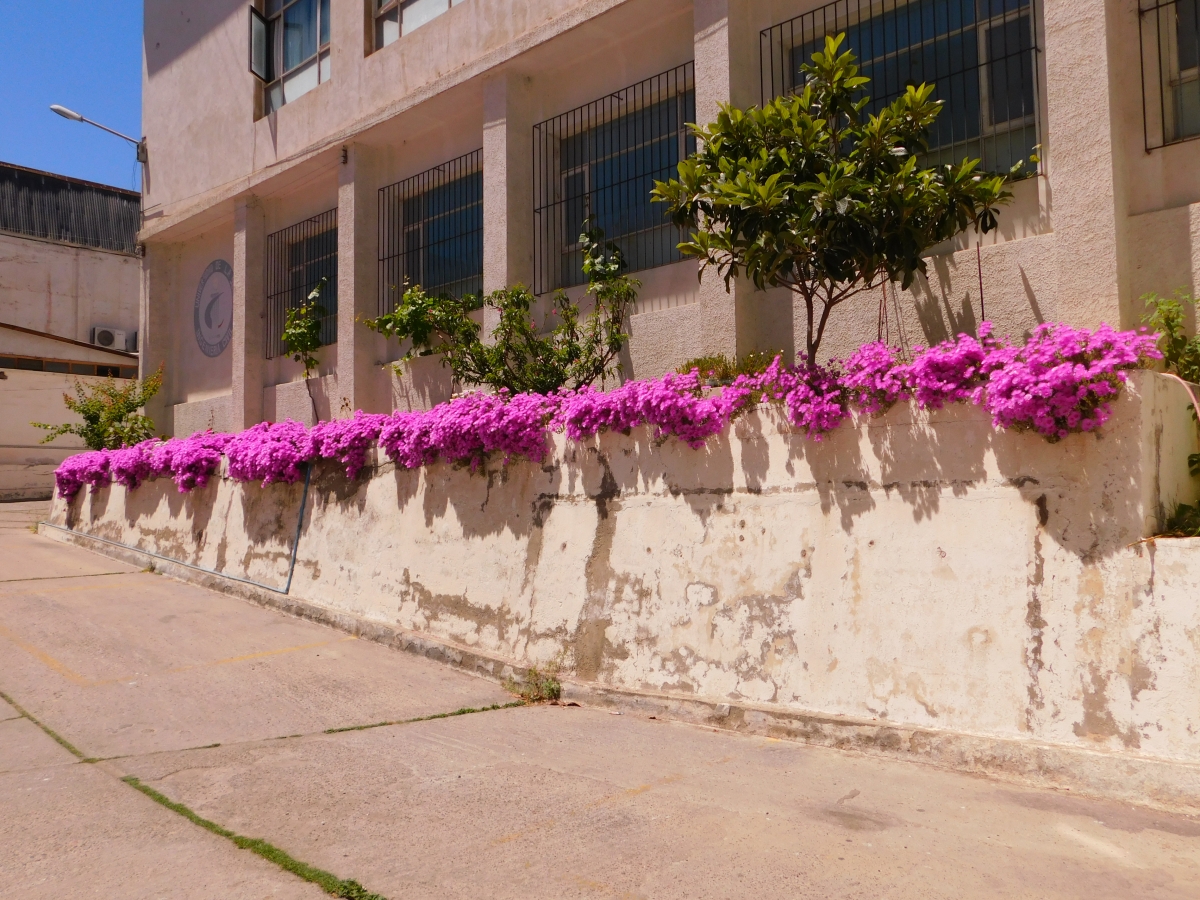 As estaba el 2017, todo lleno de colores, de flores y paisajes hermosos para la vista