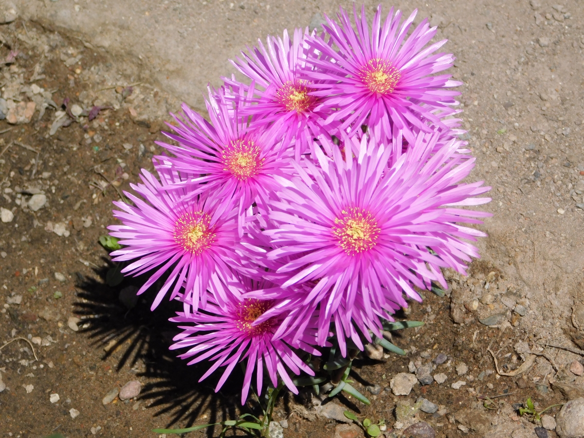 Unmonos para vernos como una sola flor y as embellecer este lugar que lo necesita bastante  