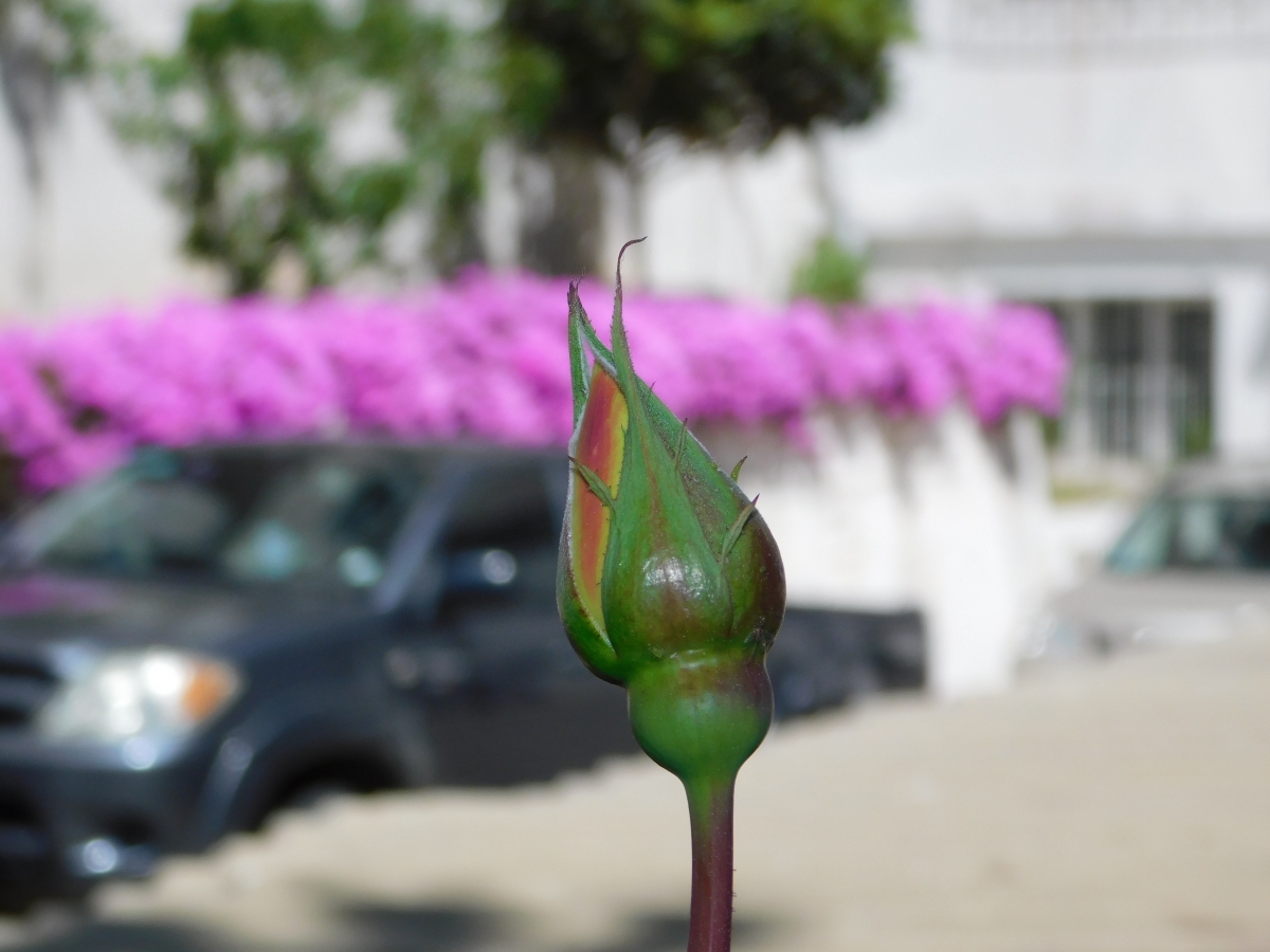 Un botn listo para explotar su color y mostrarselo al mundo jajajjajja, es una rosa amarilla